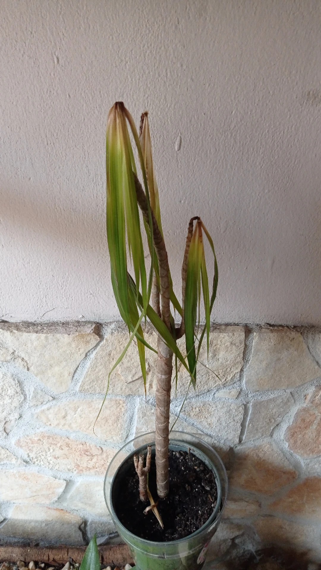 How to Treat Leaf rot Disease on Madagascar dragon tree?