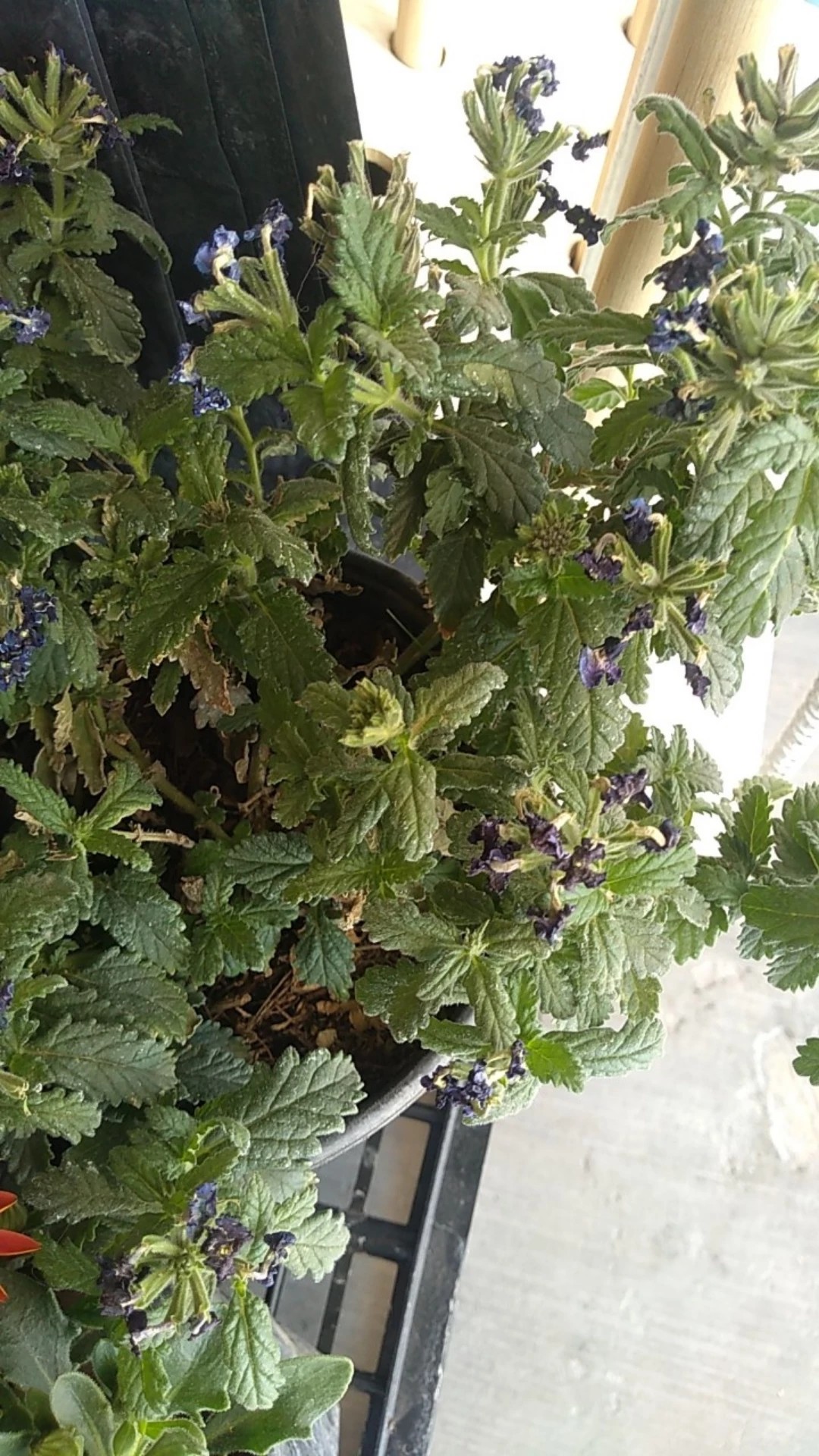 How to Treat flower wilting Disease on Garden verbena?