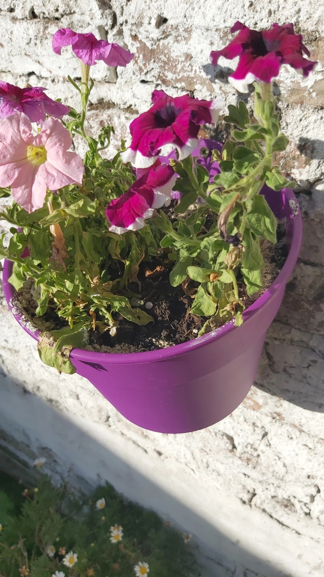 How to Treat flower wilting Disease on Garden petunia?