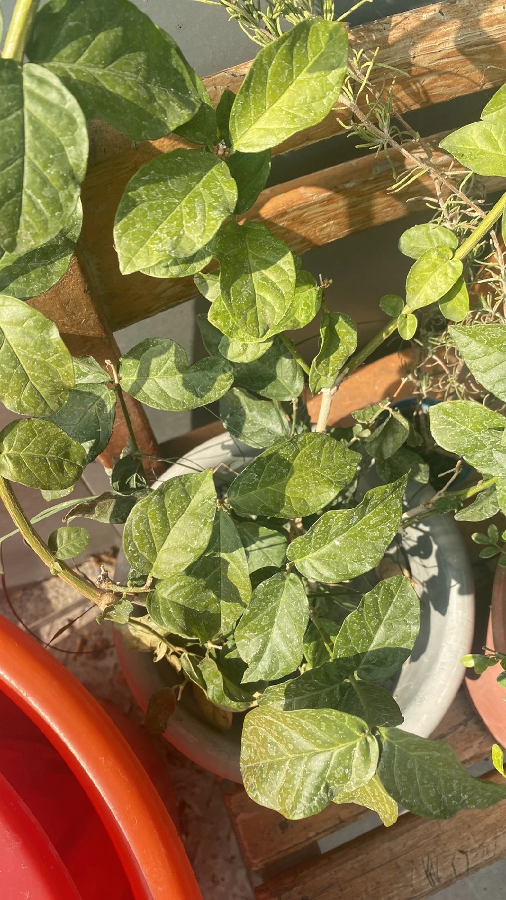 aptenia cordifolia variegata Aptenia Cordifolia Variegata  Cactus en Ligne