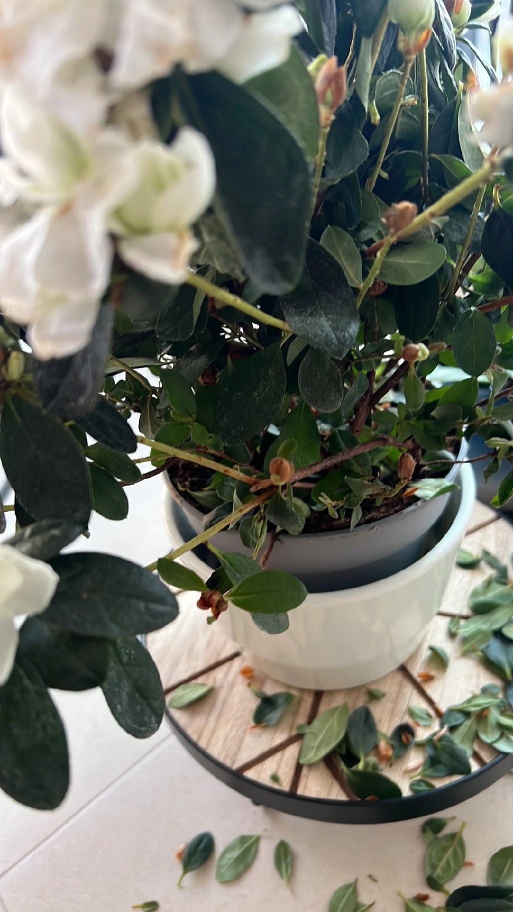 How to Treat flower wilting Disease on Red azalea?
