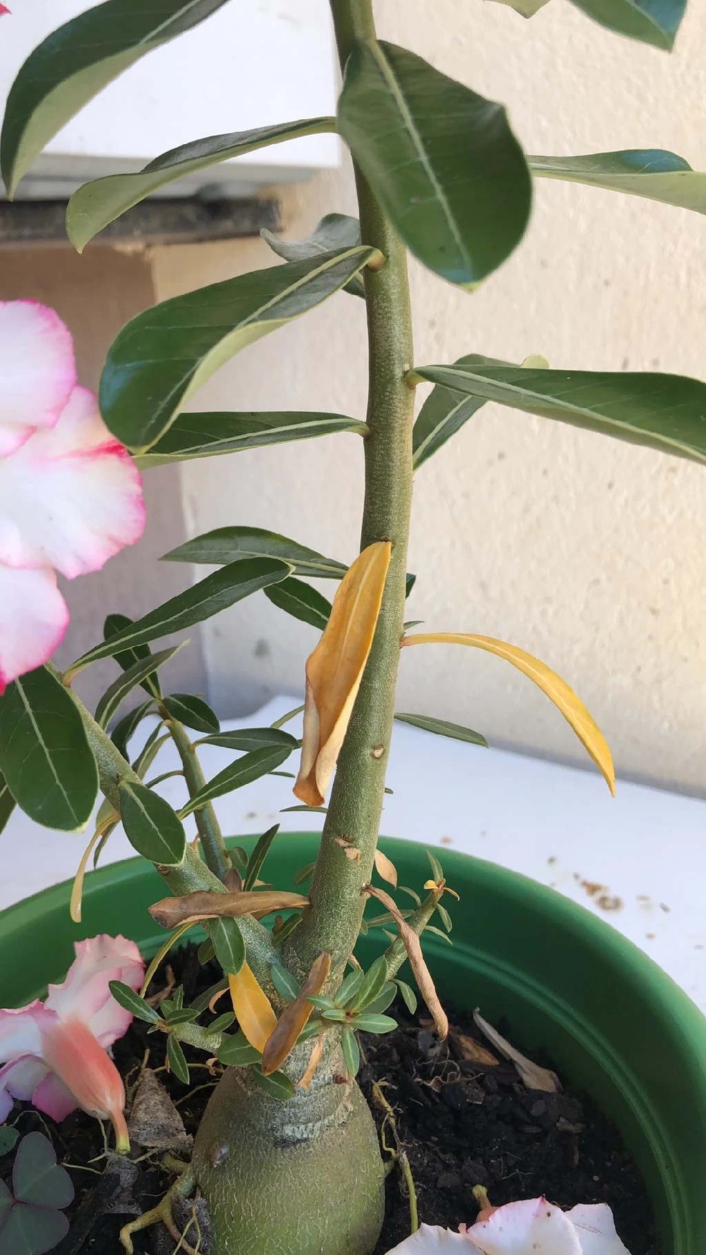 welcher dnger fr zucchini Gurken & Zucchini Dnger Bio
