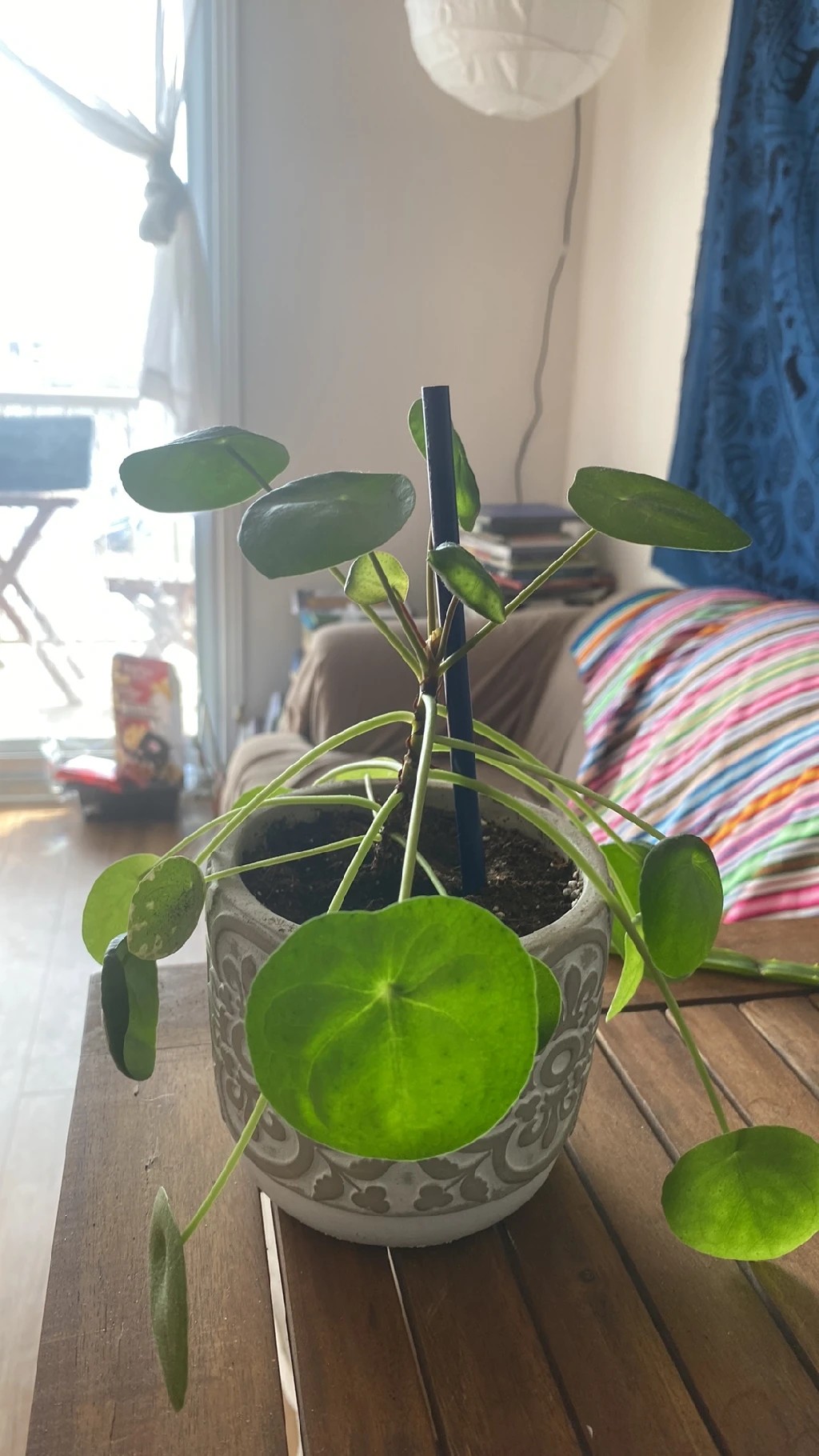 How to Treat Wilting Disease on Chinese money plant?