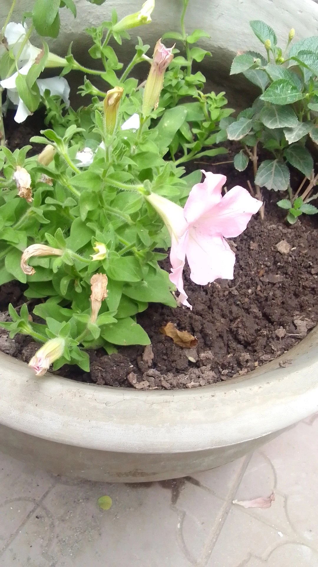 How to Treat flower wilting Disease on Garden petunia?