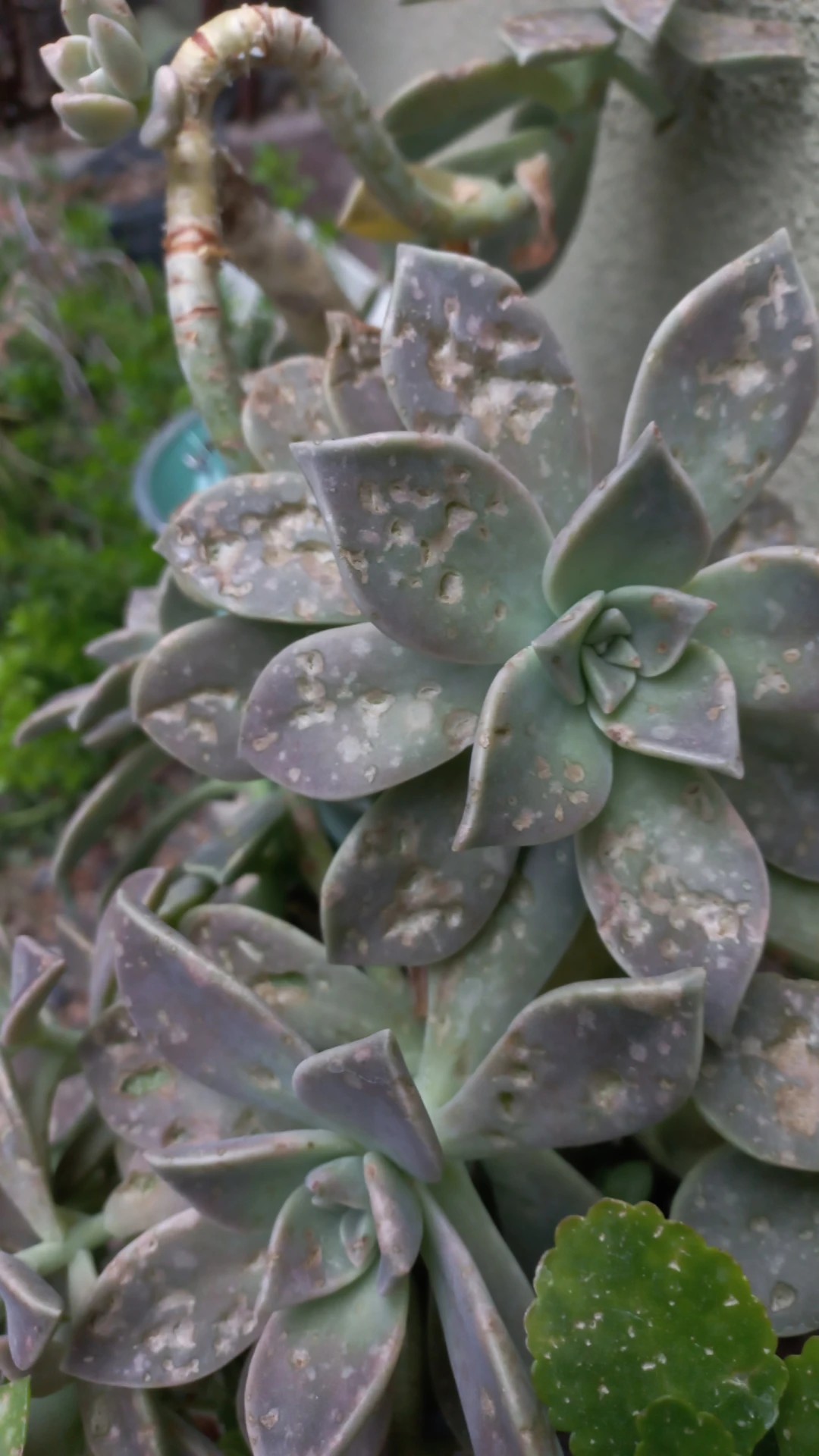 baseball plant Shop 'Baseball Plant - Euphorbia obesa' Care and Growing Guide main image 0