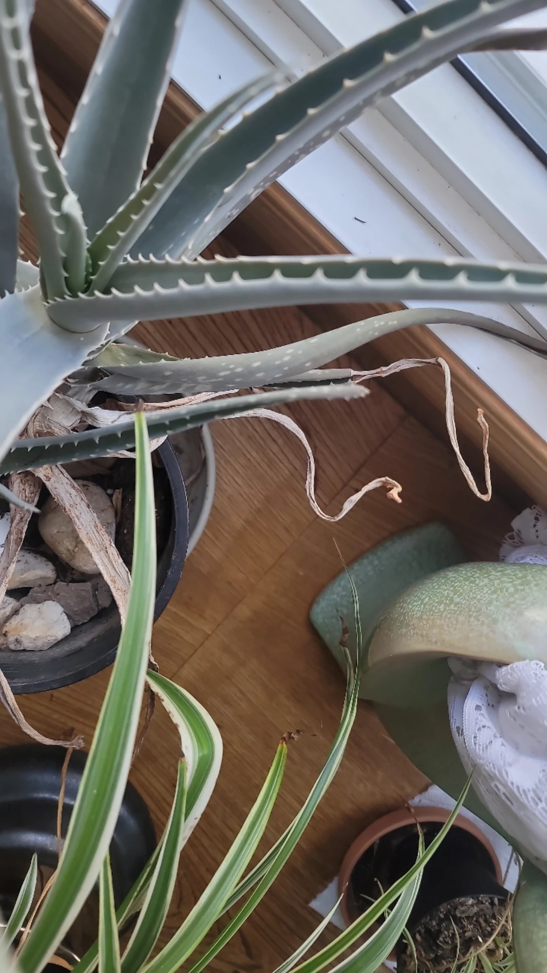 Wie behandelt man die Krankheit Schwarze Flecken bei Echte Aloe?
