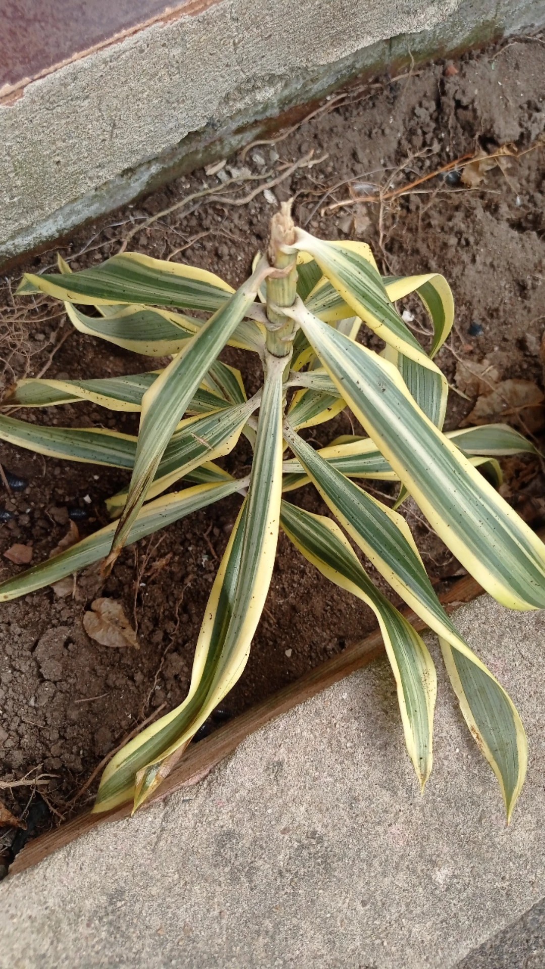 Wie behandelt man die Krankheit Blattflecken bei Dracaena reflexa?