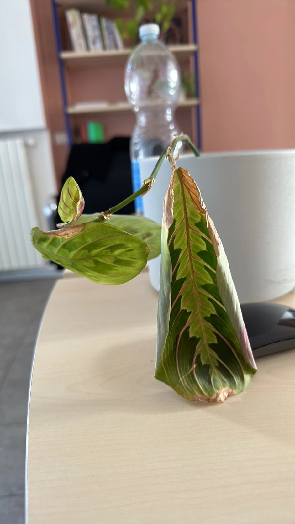 How to Treat Wilting Disease on Prayer plant?
