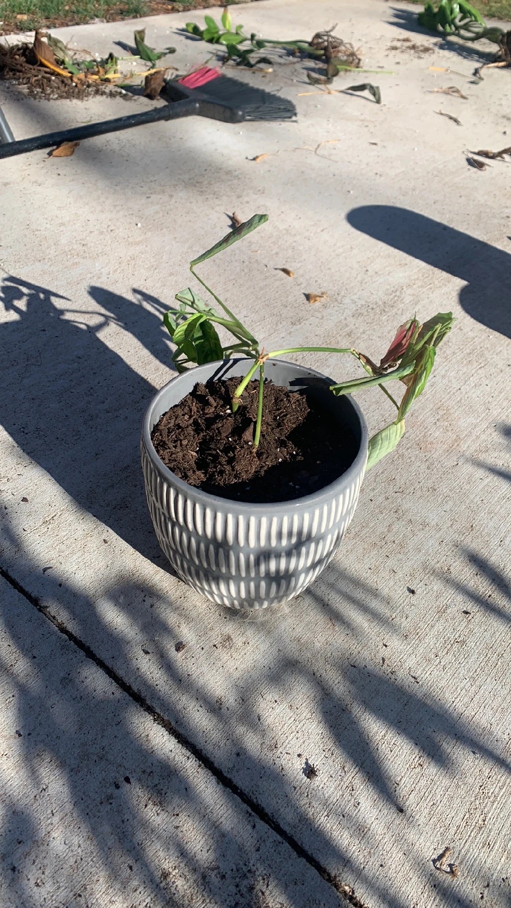 How to Treat Wilting Disease on Prayer plant?