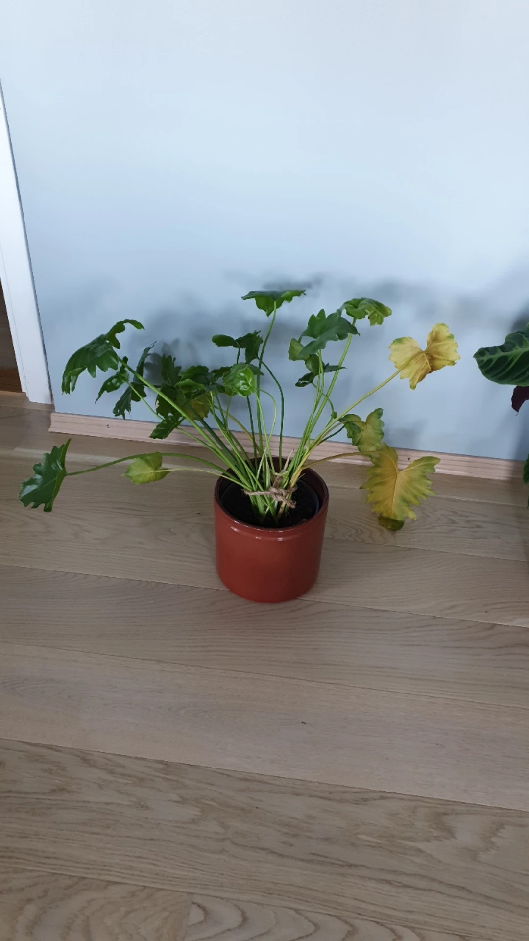 Wie behandelt man die Krankheit Blattfule bei Baum-Philodendron?