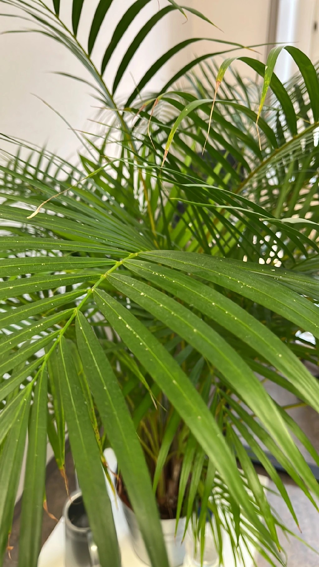glücksfeder 100 cm Glücksfeder - Zamioculcas Ø:14 H:50 cm - Pflanzen sicher zu dir nach Hause main image 0