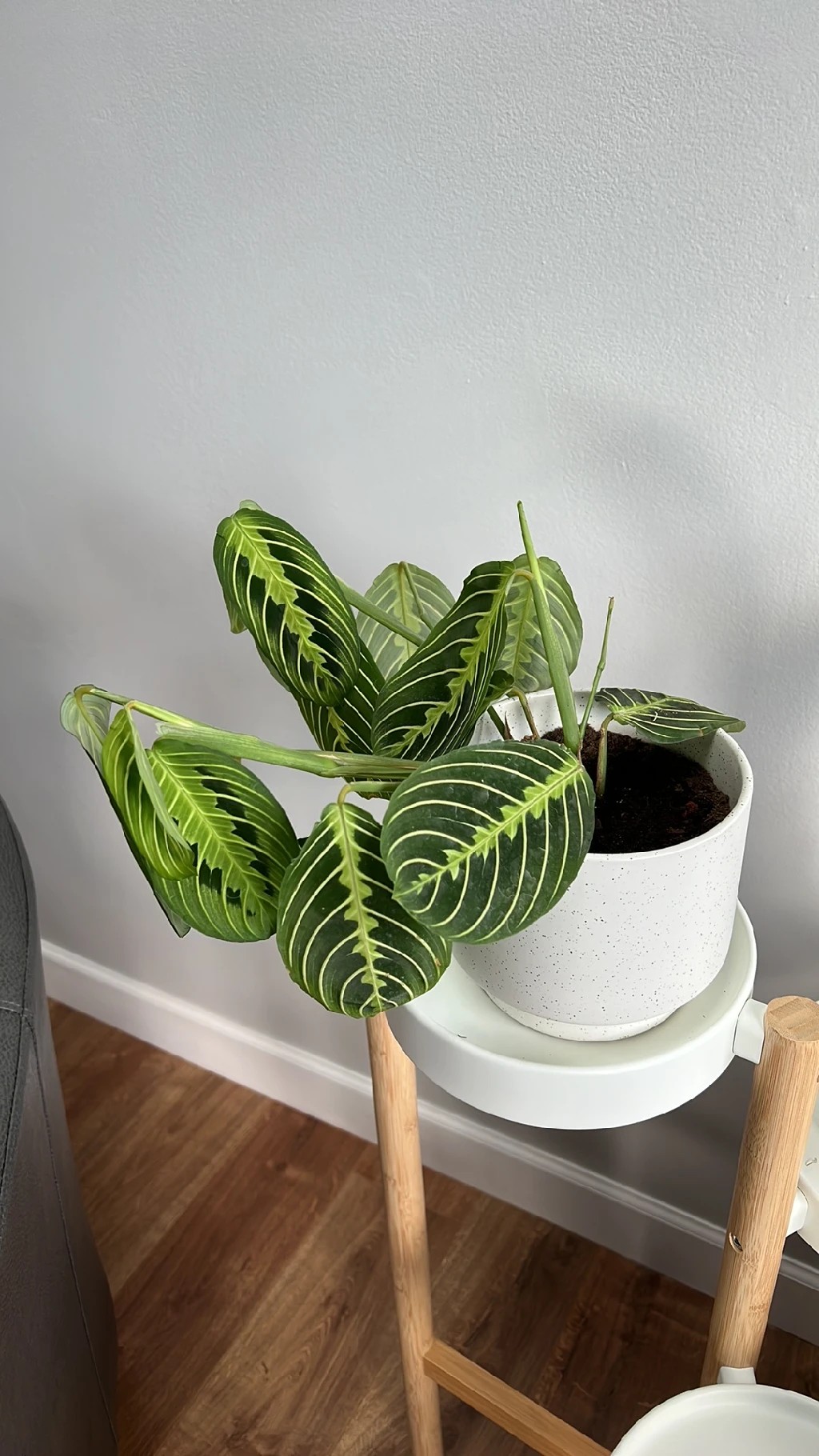 How to Treat Wilting Disease on Prayer plant?
