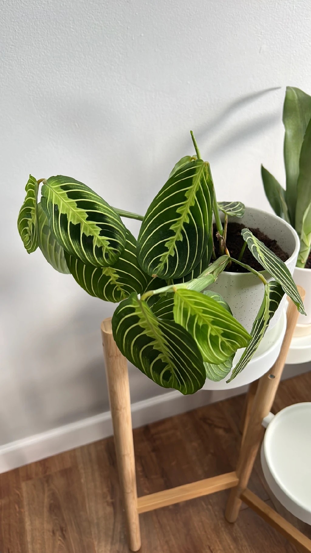 How to Treat Wilting Disease on Prayer plant?