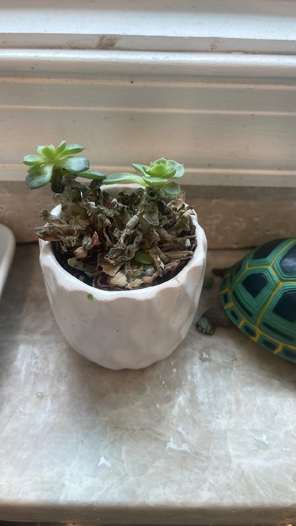 How to Treat Soft Rot Disease on Blue echeveria?