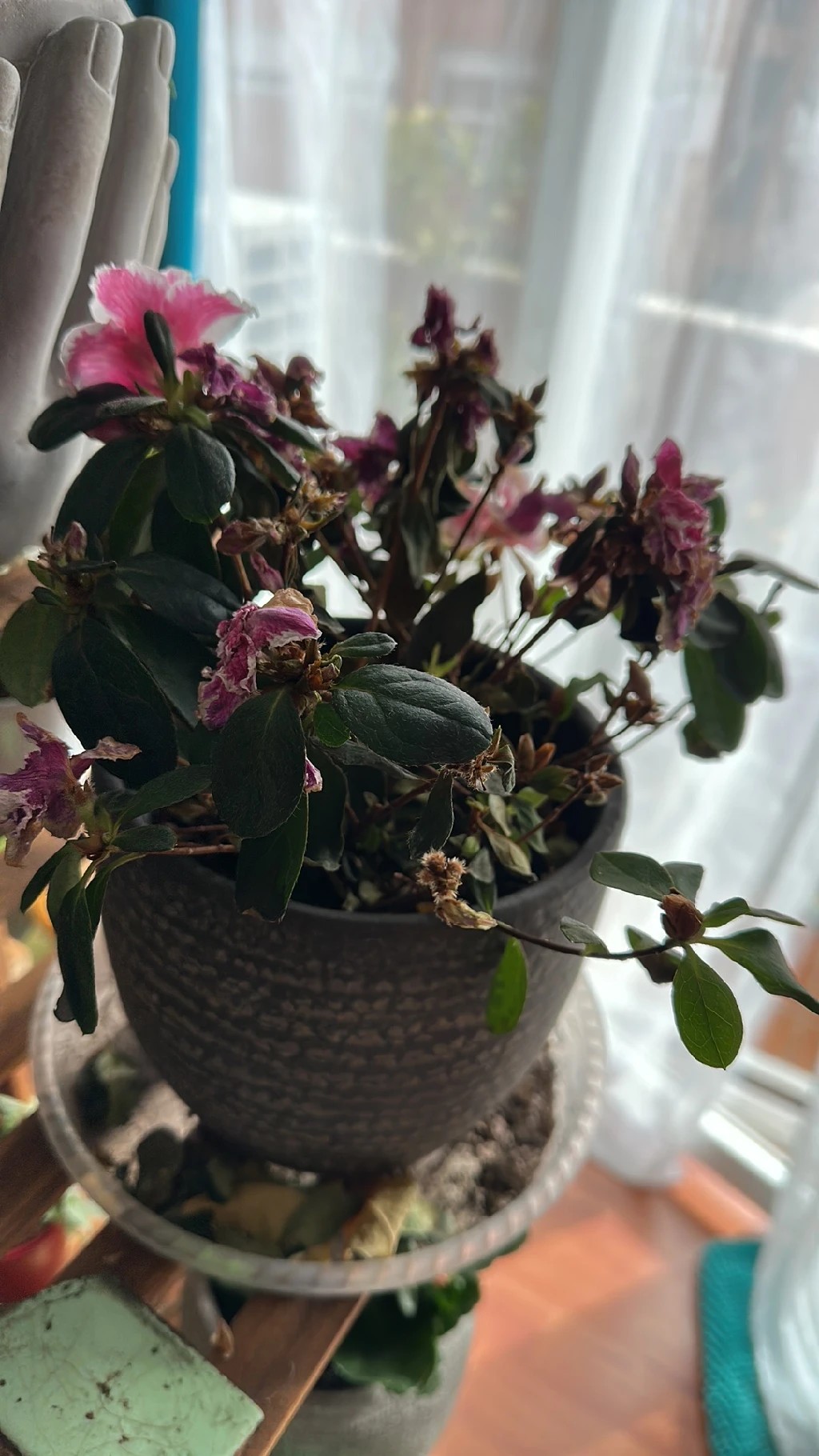How to Treat flower wilting Disease on Red azalea?