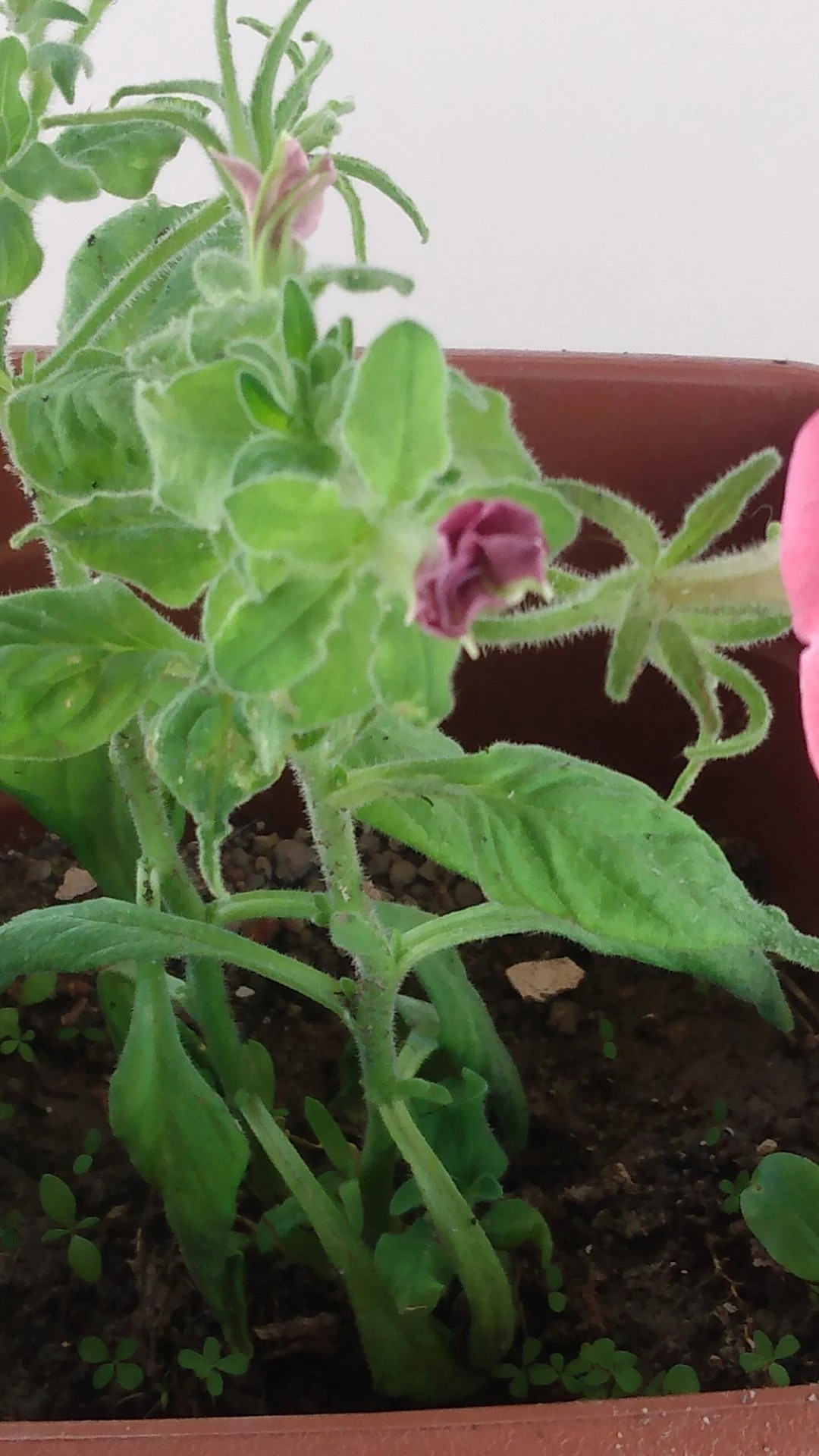 How to Treat flower wilting Disease on Garden petunia?