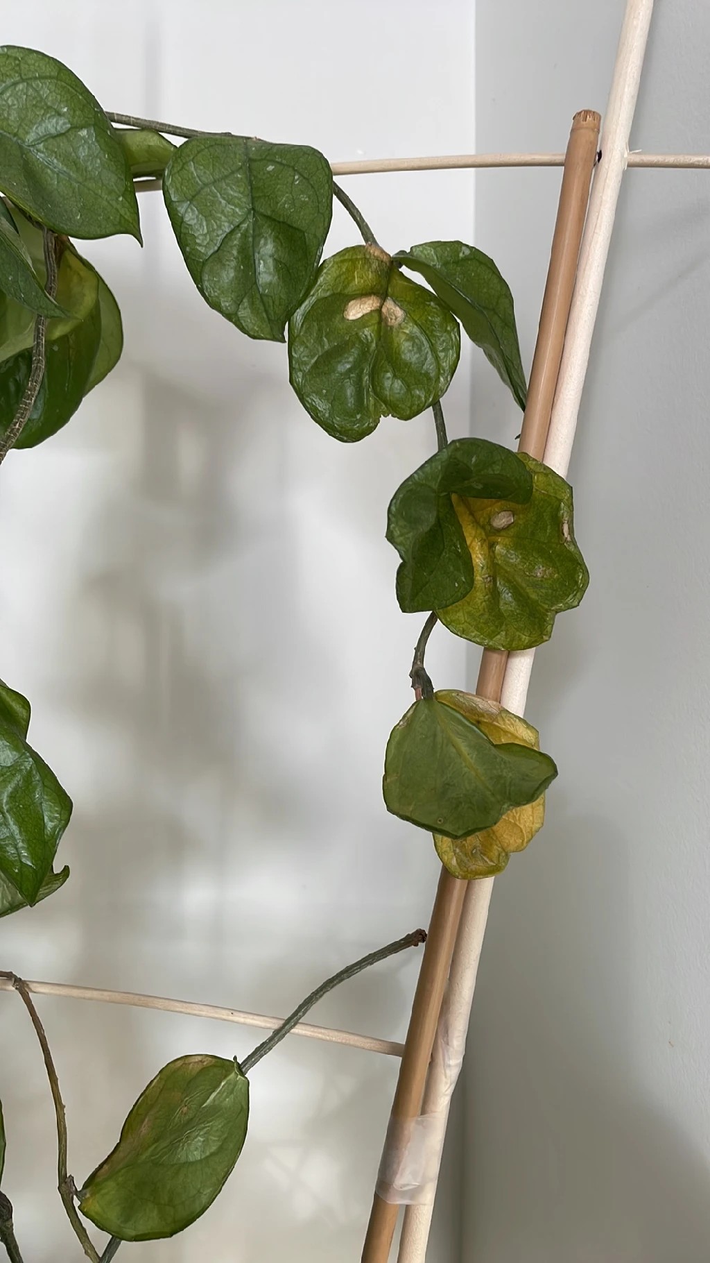 Wie man Porzellanblume anbaut und pflegt