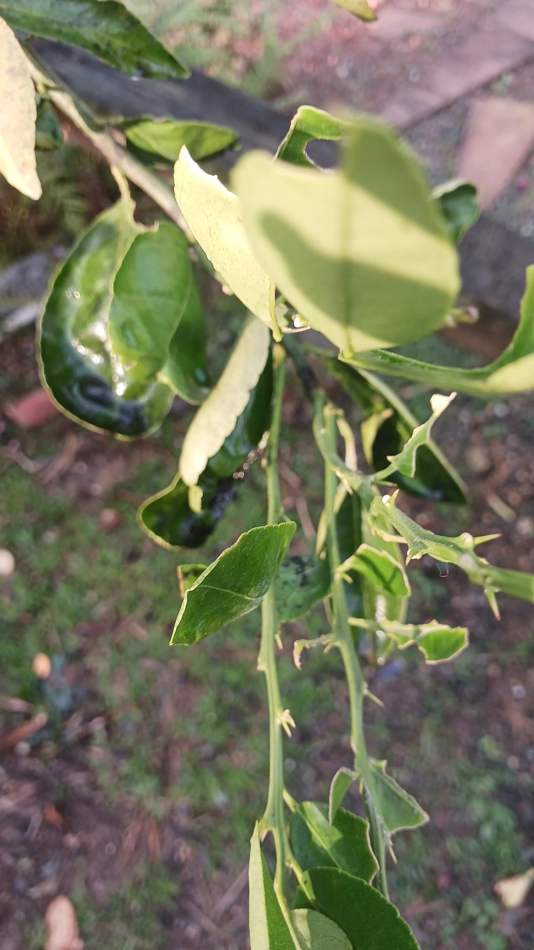 Орыс порно кастинг фильмдер онлайн шаршадым