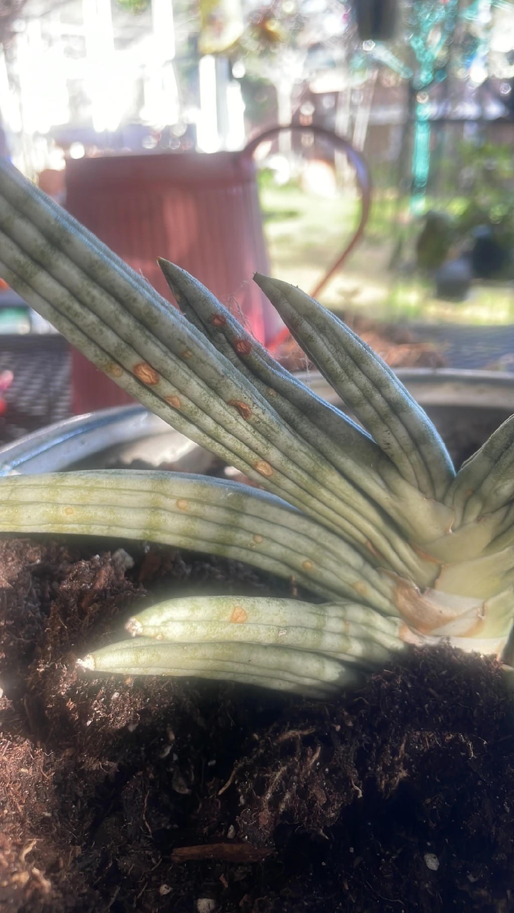 Wie behandelt man die Krankheit Braune Flecken bei Sansevieria cylindrica?