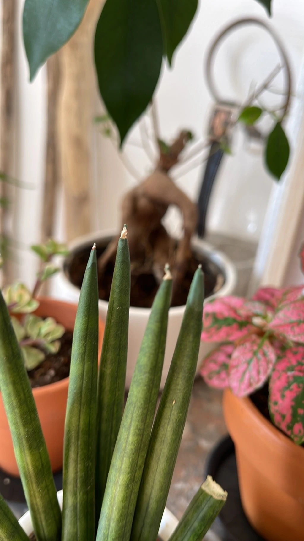 Wie behandelt man die Krankheit Braune Flecken bei Sansevieria cylindrica?