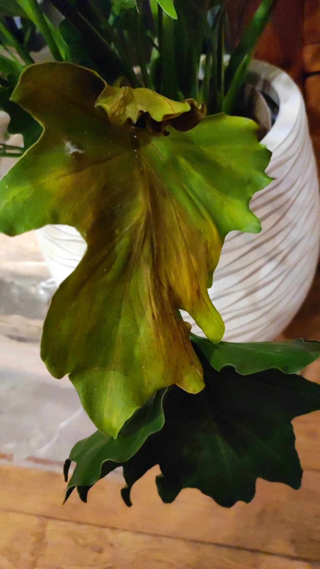pothos n'joy plant 15 main image 1