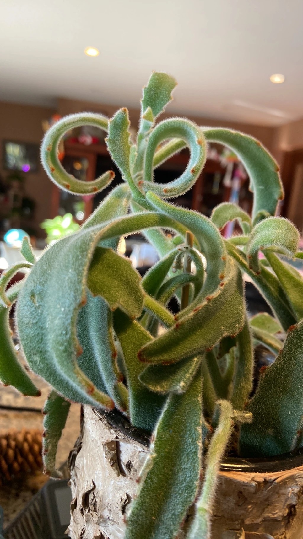 How to Grow and Care for Chocolate soldier
