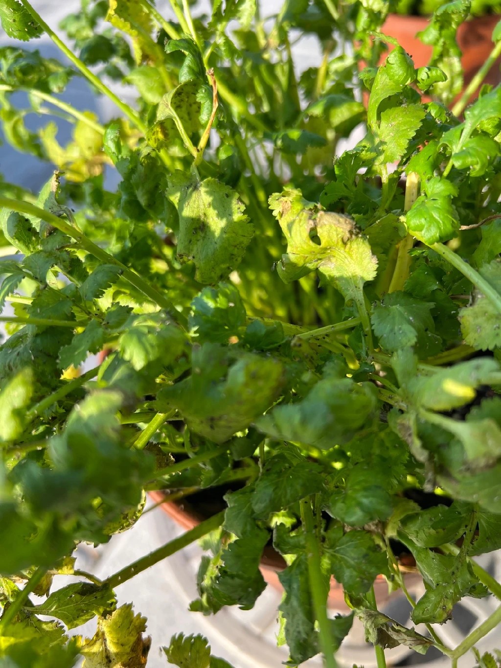 How to Treat Wilting Disease on Coriander?