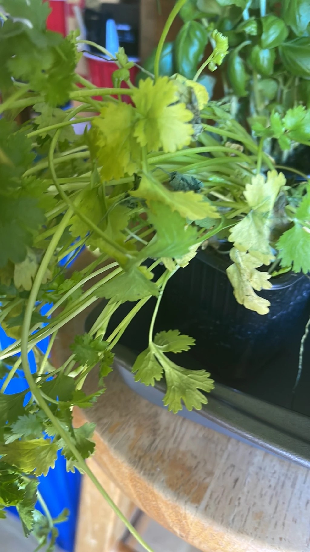 How to Treat Wilting Disease on Coriander?