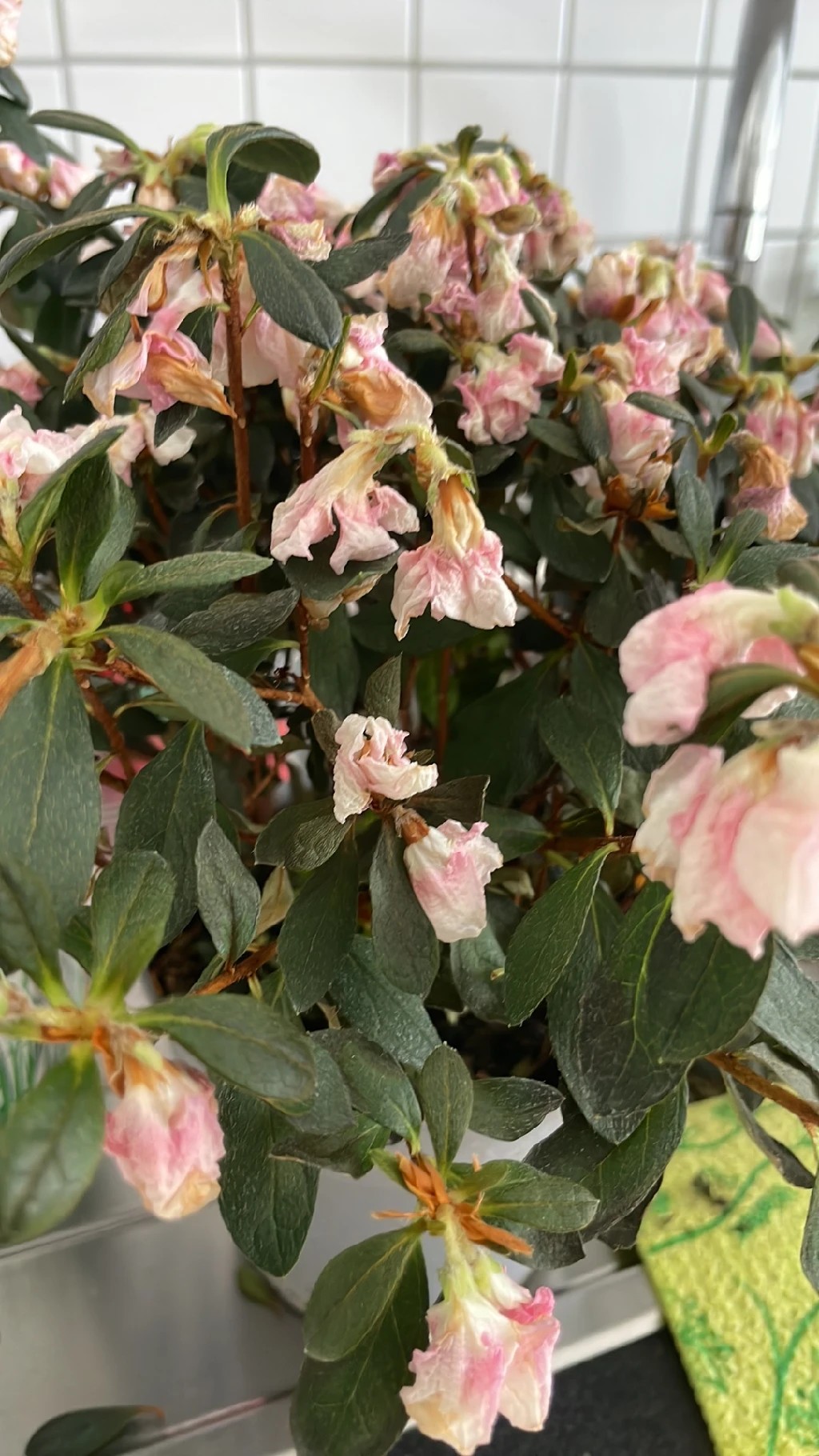How to Treat flower wilting Disease on Red azalea?