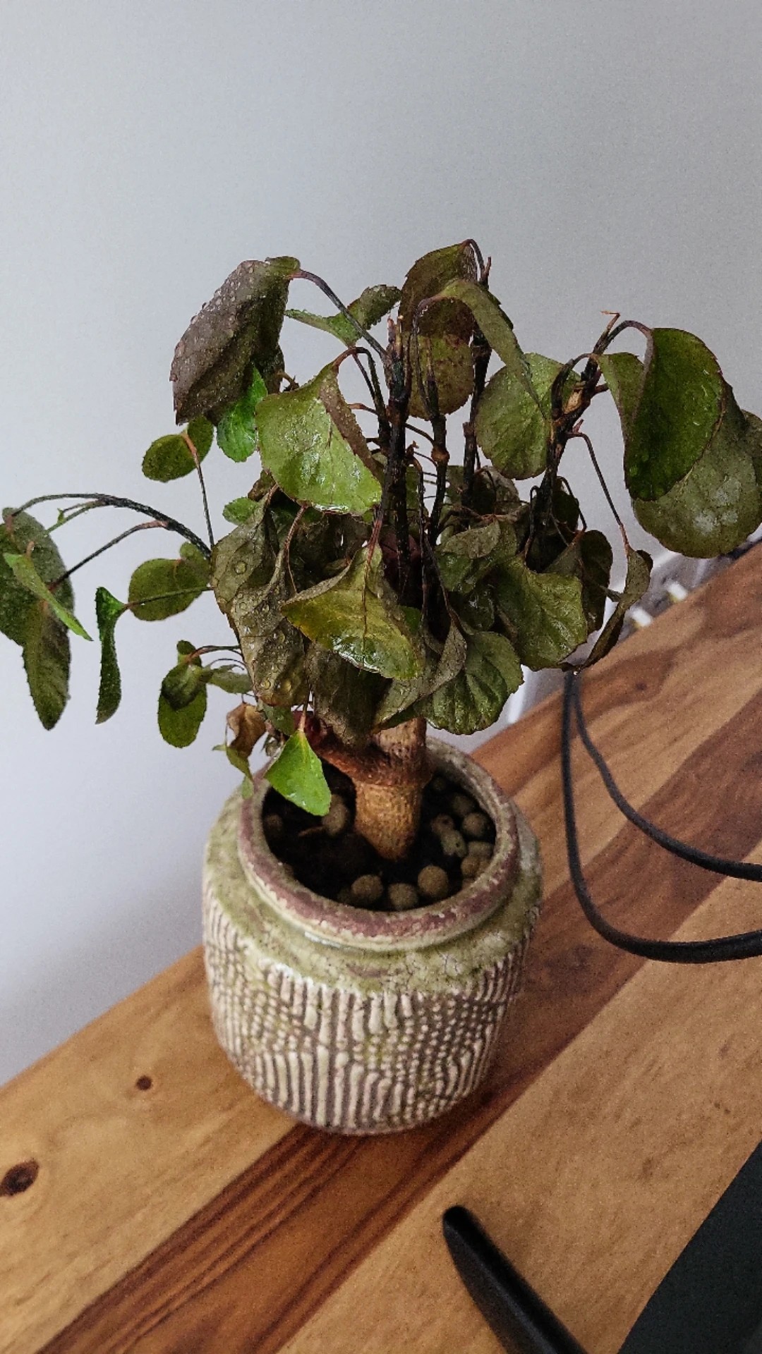 eibe düngen frühjahr Eibe (60 - 80 cm) Taxus baccata als starke Ballenware