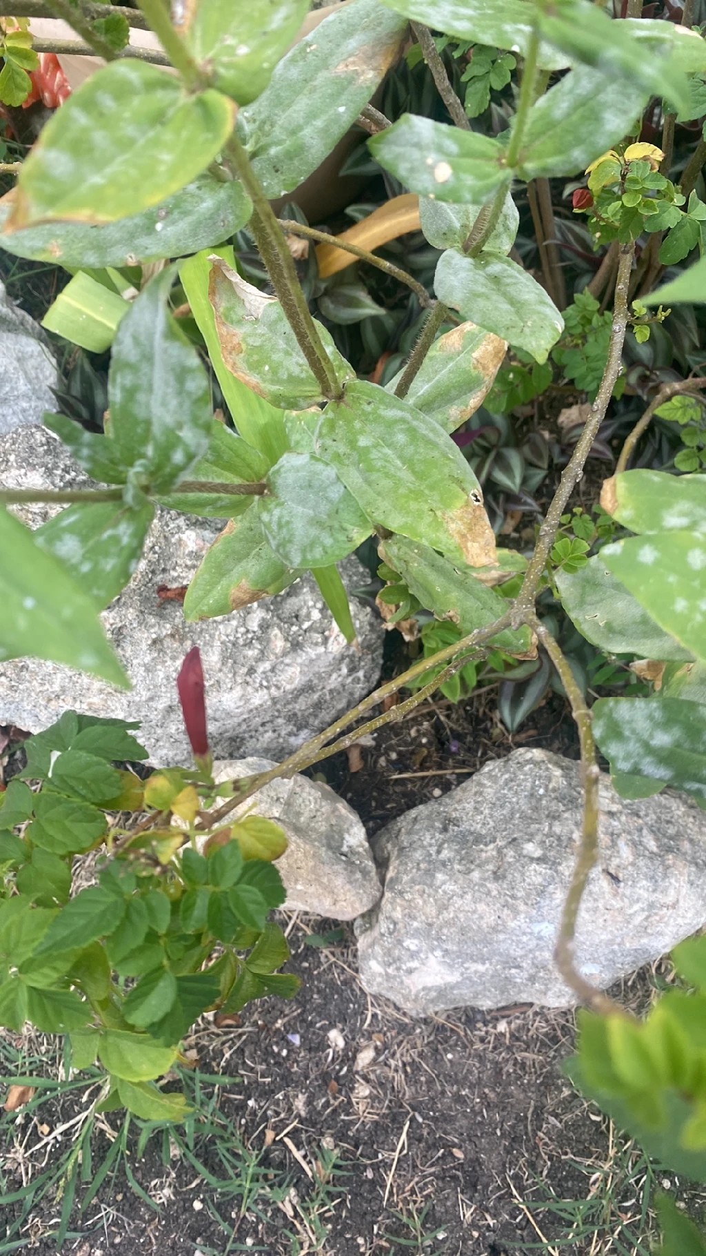 Como Tratar Oídio em Zínia?, image size:1024x1820