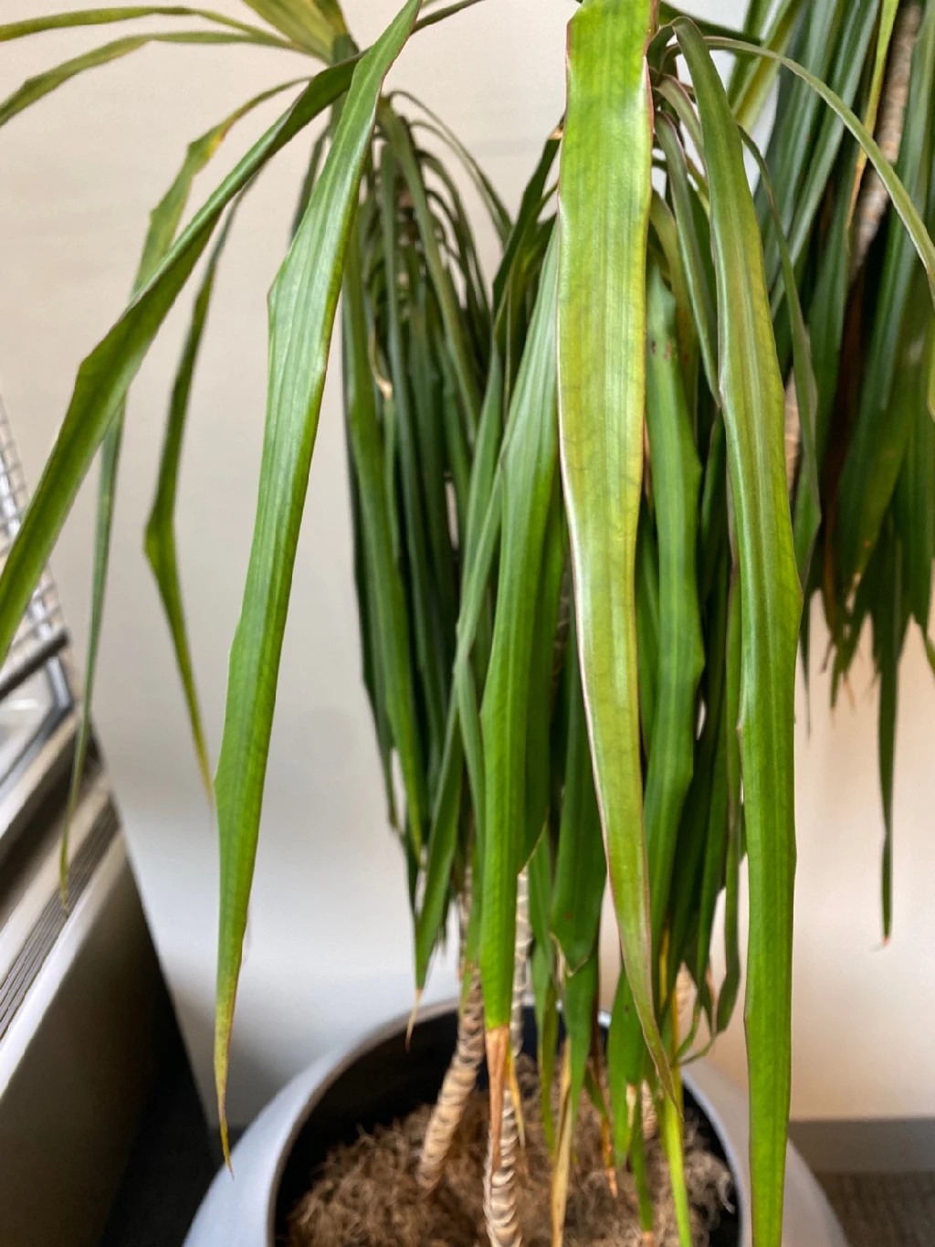 dracena deremensis pflege Dracaena Deremensis Dorado – Große luftreinigende Zimmerpflanze – Planten  Magie