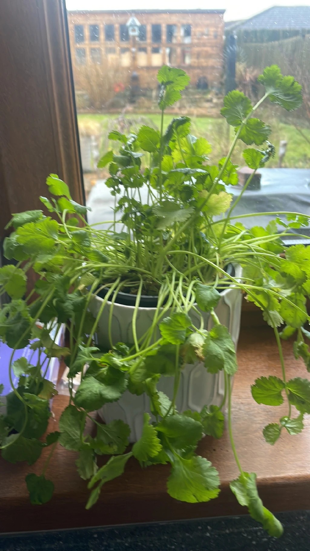 How to Treat Wilting Disease on Coriander?