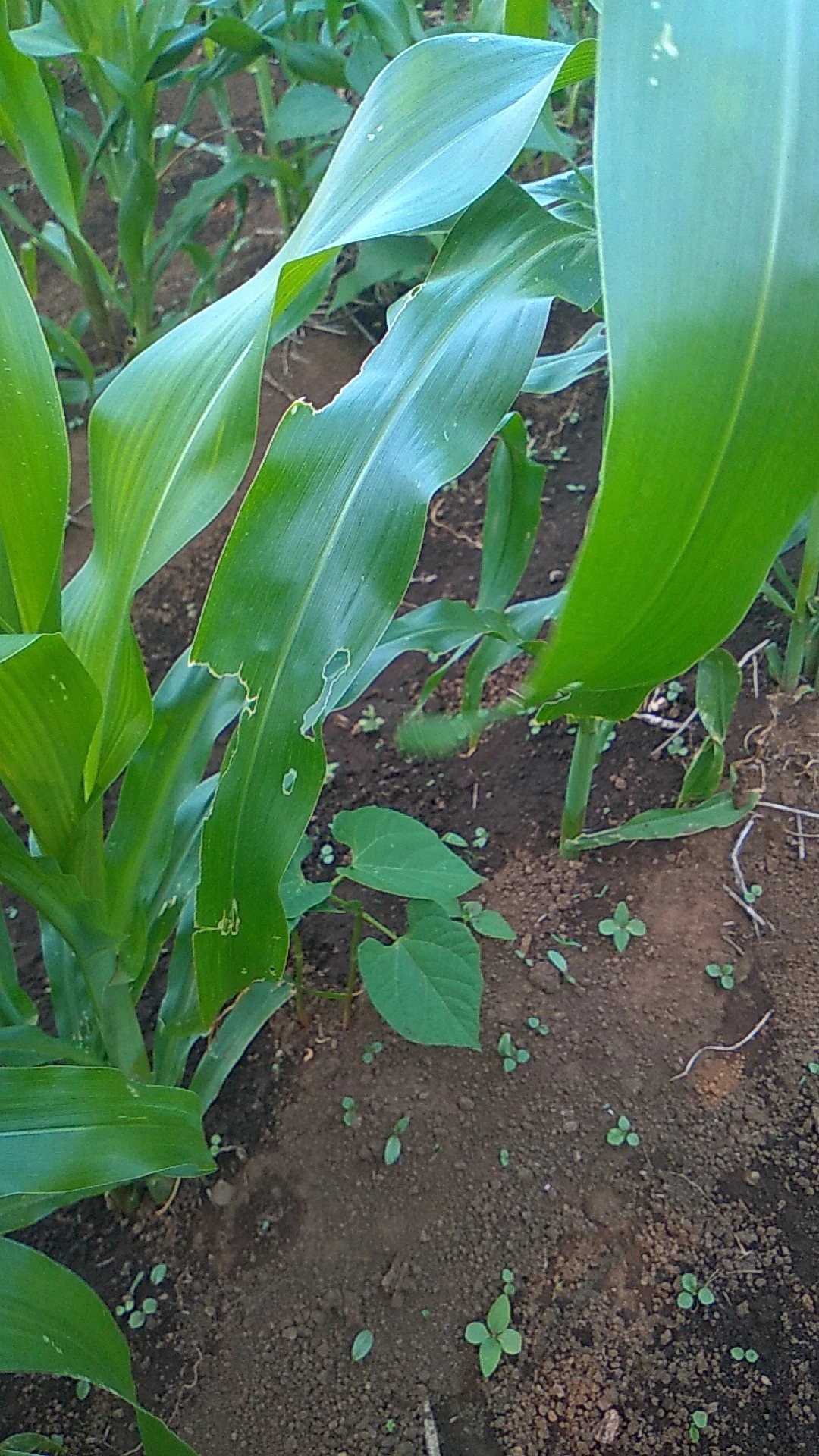 How to Grow and Care for Maize