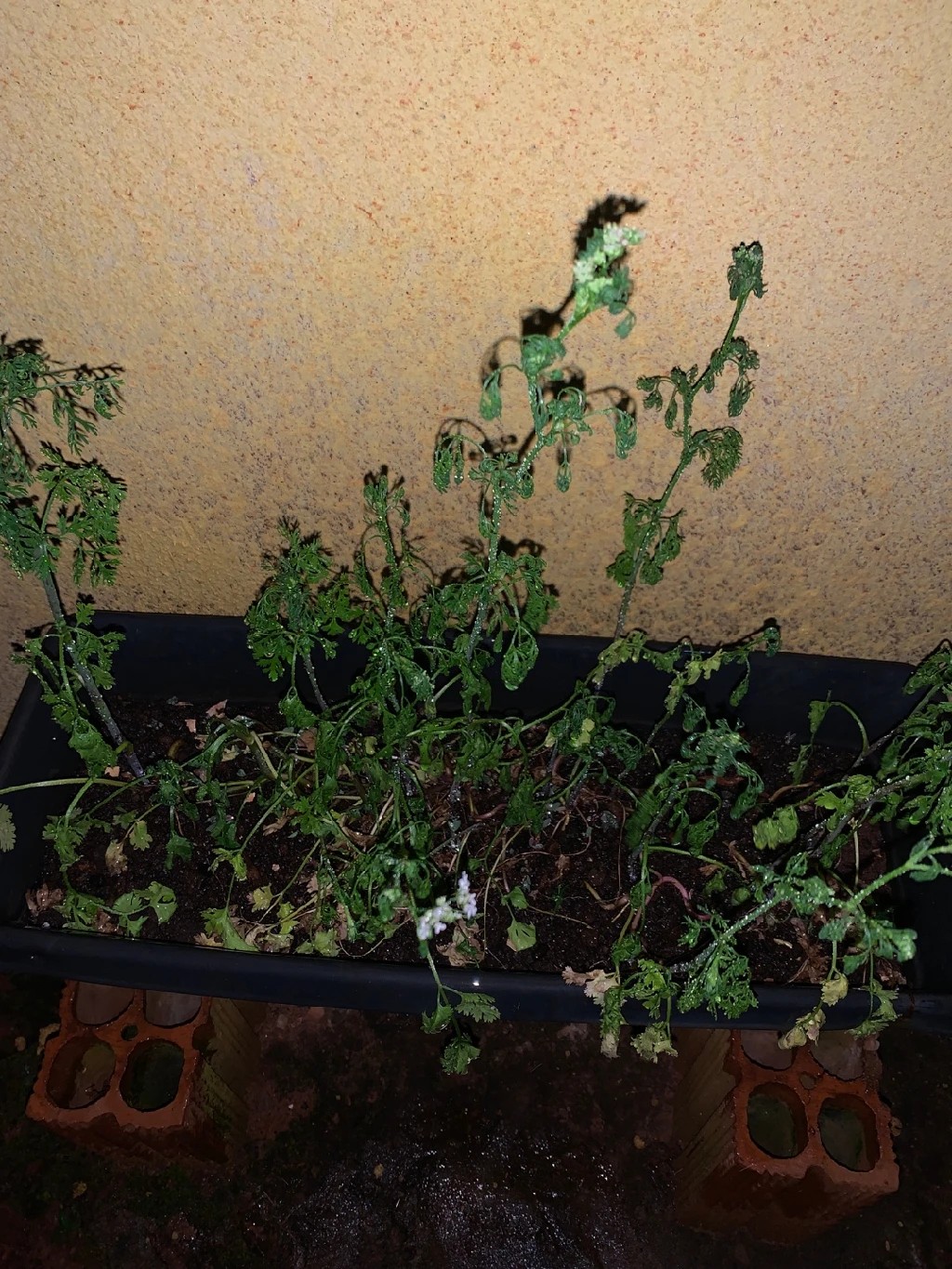 How to Treat Wilting Disease on Coriander?