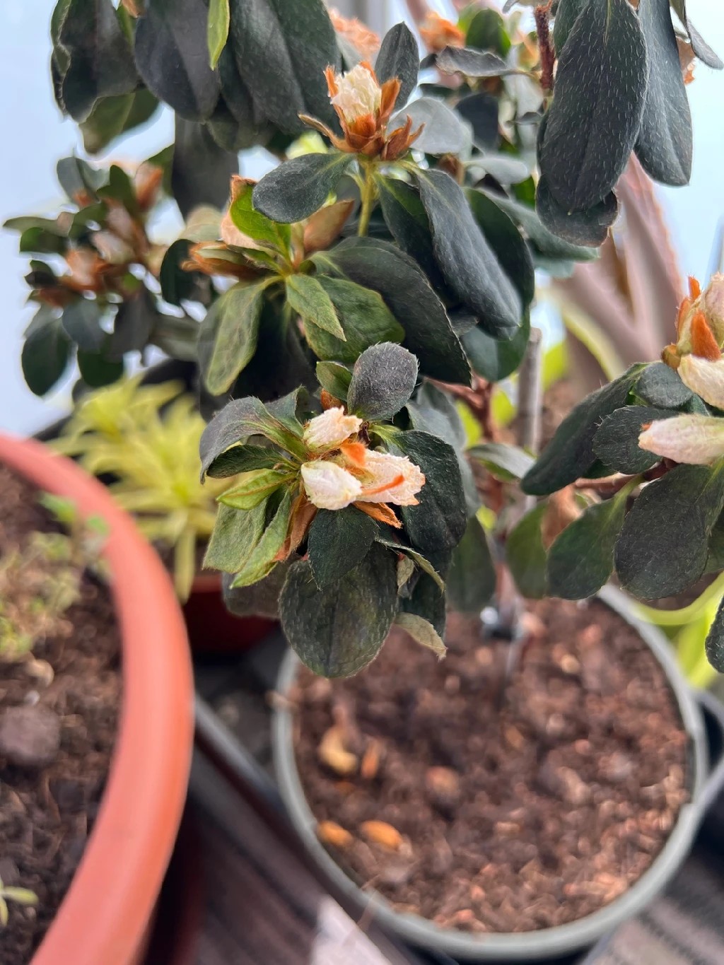 How to Treat flower wilting Disease on Red azalea?