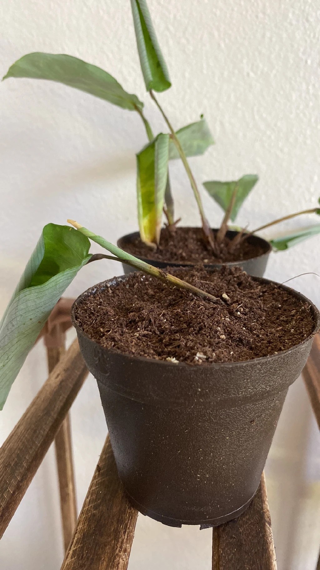 How to Treat Wilting Disease on Prayer plant?