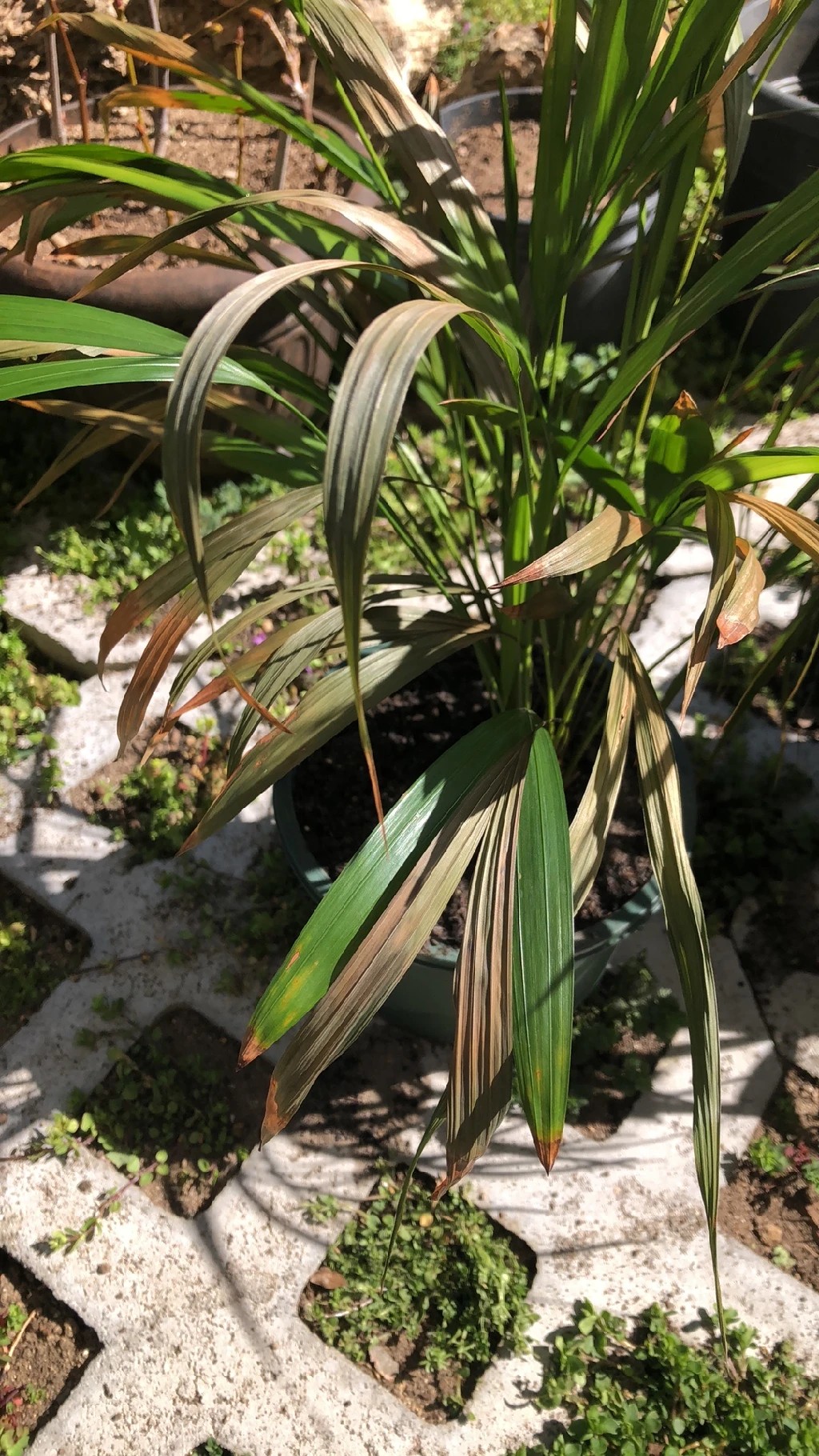 シュロ（棕櫚）の赤斑病の治療方法は？