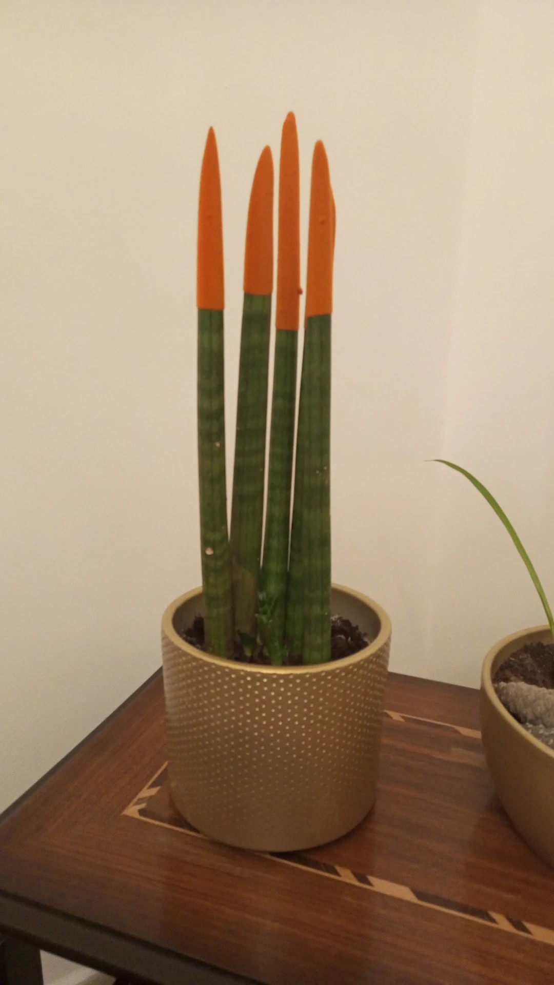How to Grow and Care for Cylindrical snake plant