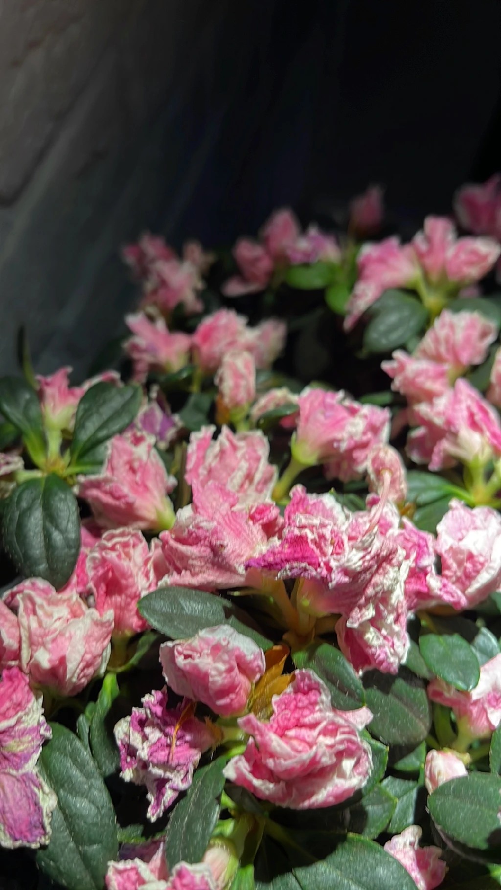 How to Treat flower wilting Disease on Red azalea?