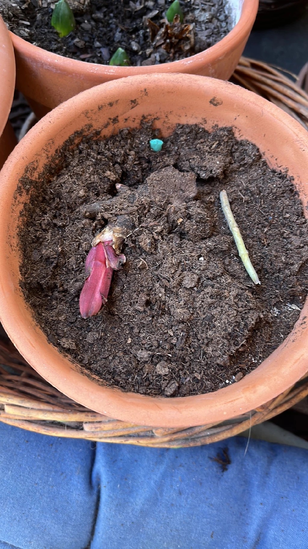 How to Treat Wilting Disease on Peony?