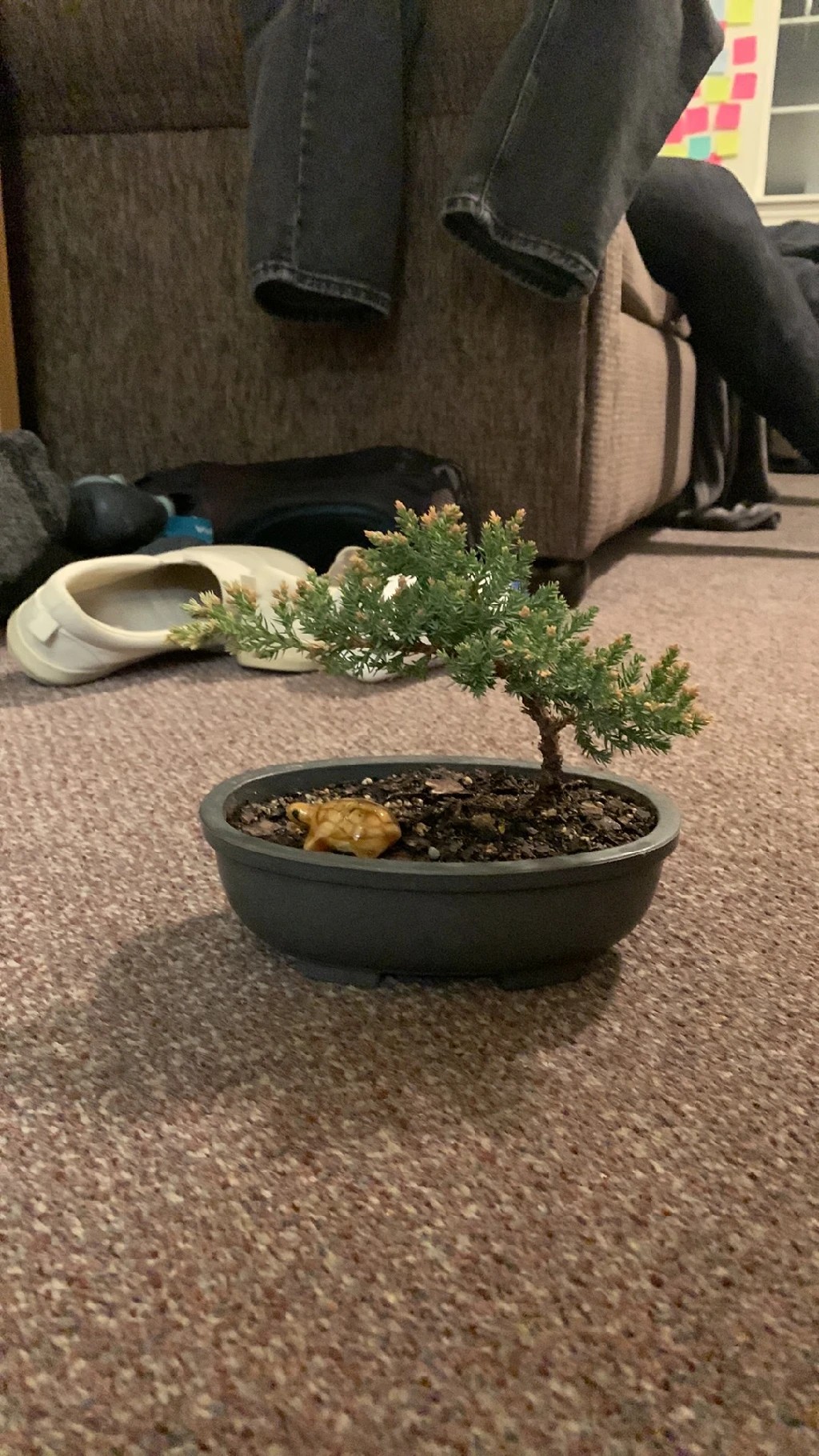 ソナレ（磯馴）の育て方・栽培方法