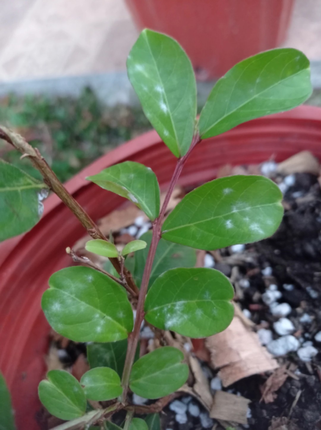 How to Treat Powdery mildew Disease on Crepe myrtle?