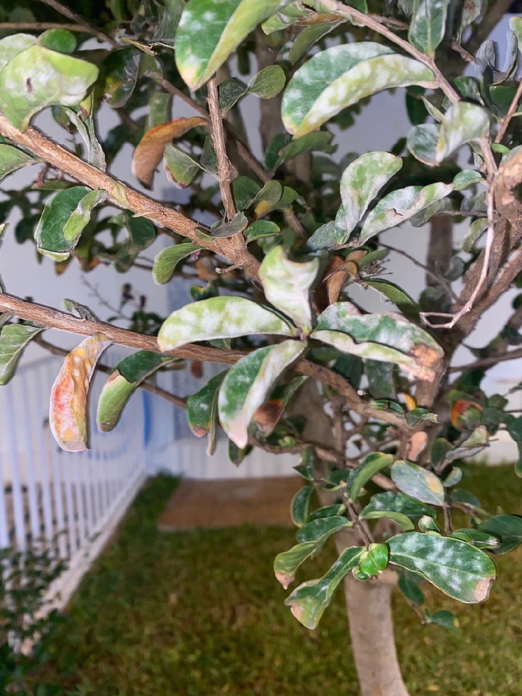 How to Treat Powdery mildew Disease on Crepe myrtle?