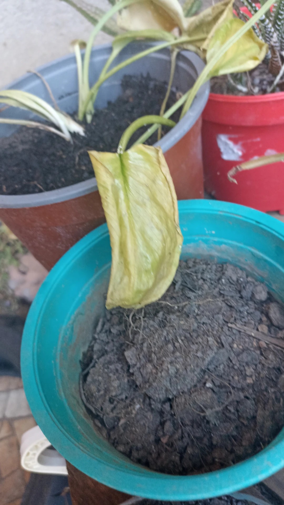 How to Treat flower wilting Disease on Calla lily?