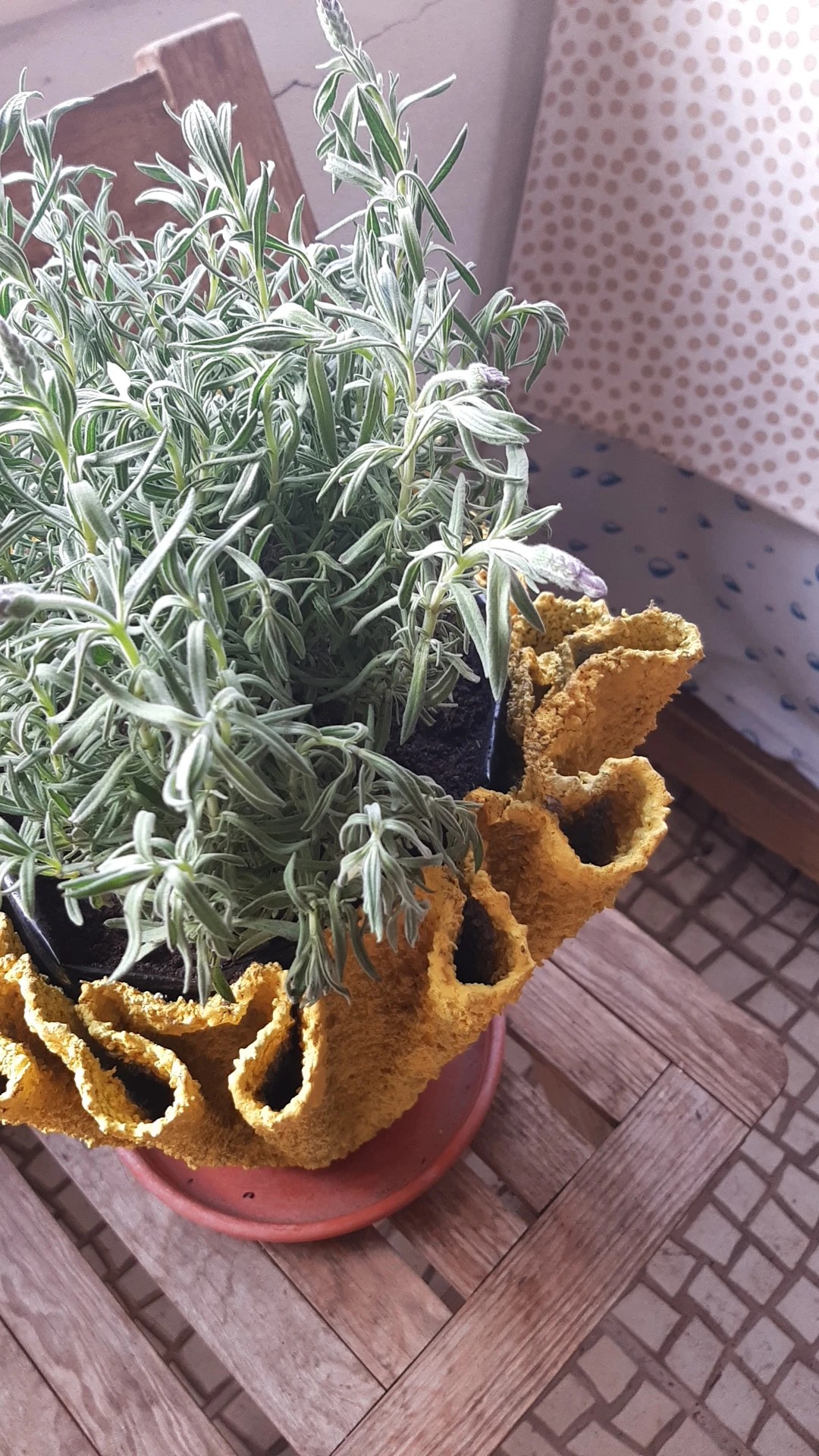 braided snake plants Braided Snake Plant – Plant Detectives main image 0