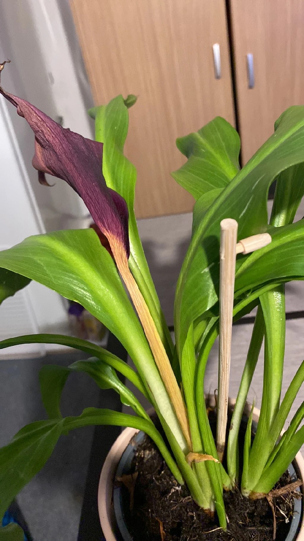 How to Treat flower wilting Disease on Calla lily?