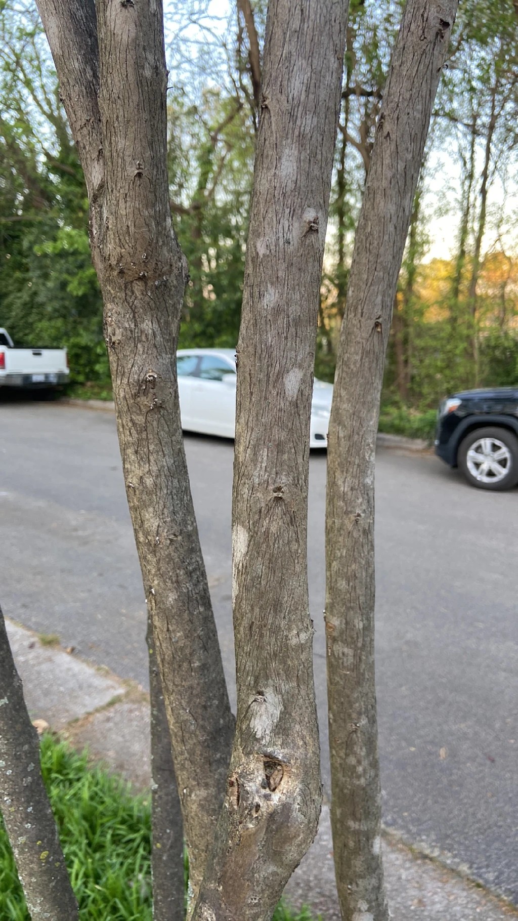 How to Treat Powdery mildew Disease on Crepe myrtle?