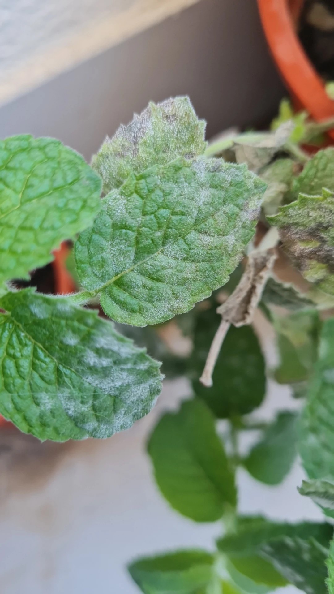 How to Treat Powdery mildew Disease on Apple mint?