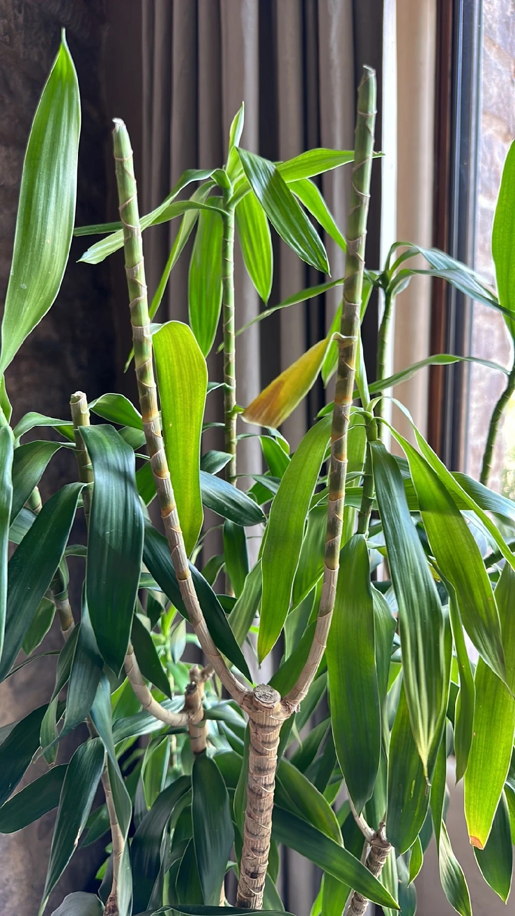 indoor dracena plant Dracaena Hawaiian Sunshine, Striped Dracaena Deremensis main image 1